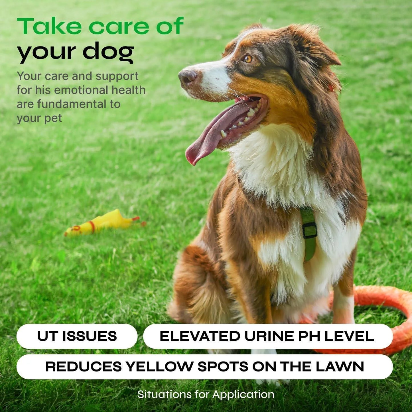 Dog Urine Neutralizer for Lawn Grass Burn Spot Chews Dog Pee Grass Spot Saver