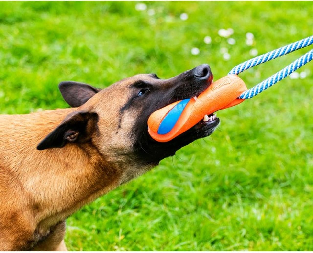 Chuckit! Ultra Bumper Tug Dog Toy,Orange,