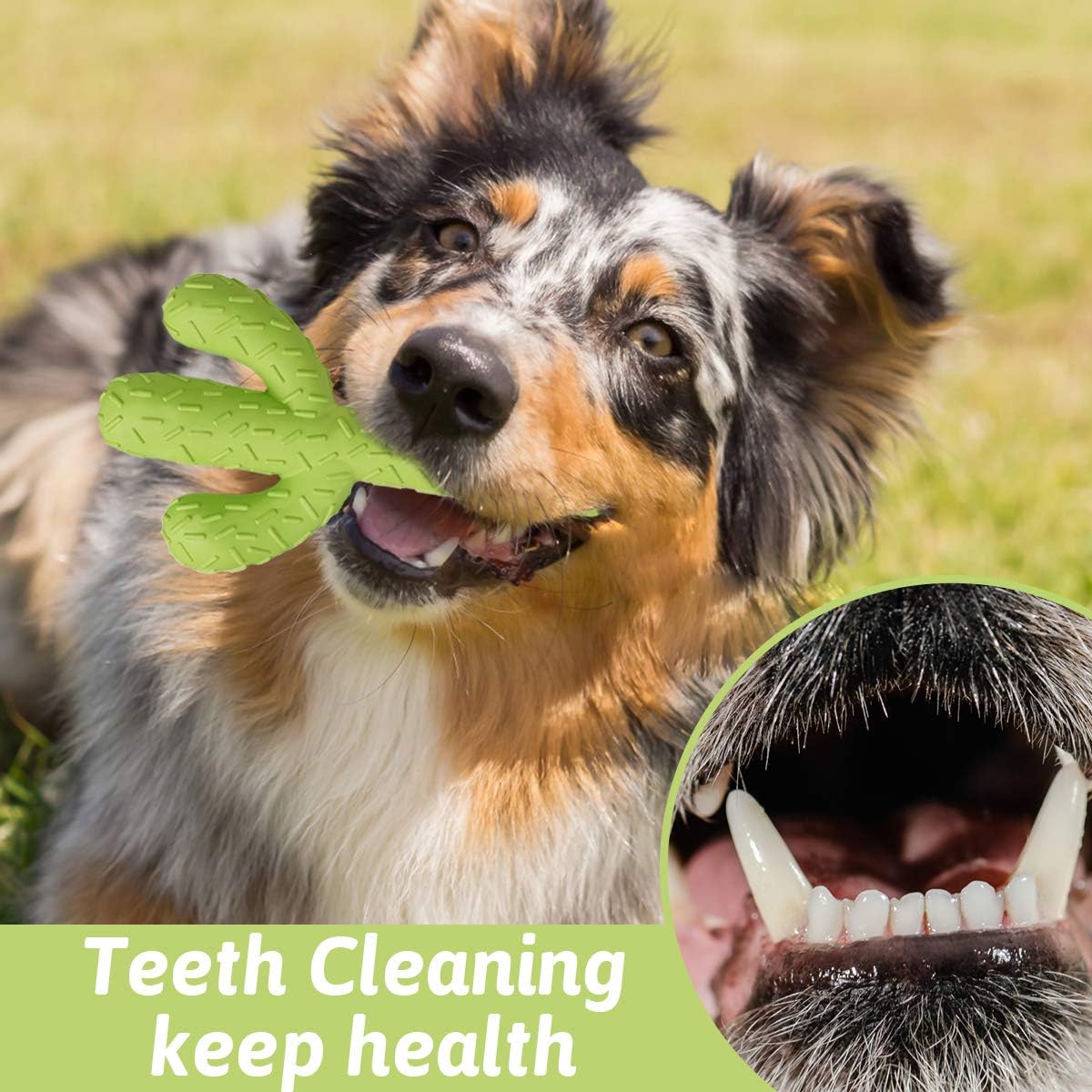 Dog Chew Toy, Durable Rubber Dog Toys for Aggressive Chewers, Cactus Tough Toys for Training and Cleaning Teeth