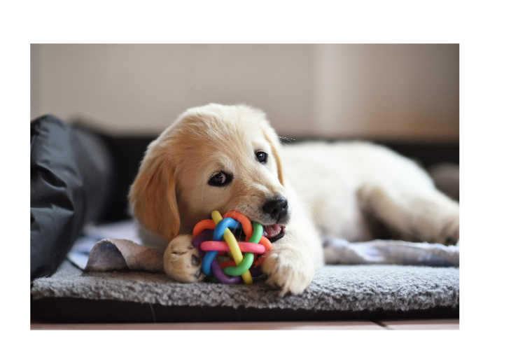 🐾 The Ultimate New Puppy Checklist: Everything You Need for Your New Furry Family Member