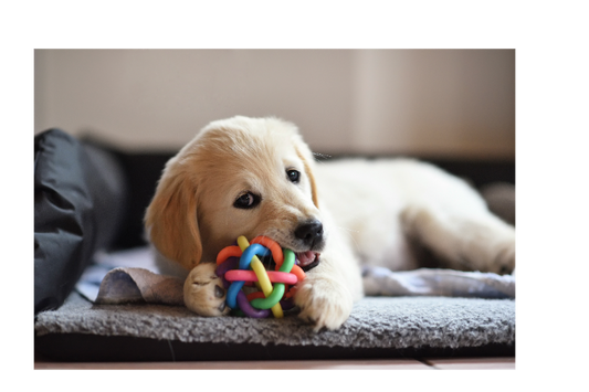 🐾 The Ultimate New Puppy Checklist: Everything You Need for Your New Furry Family Member