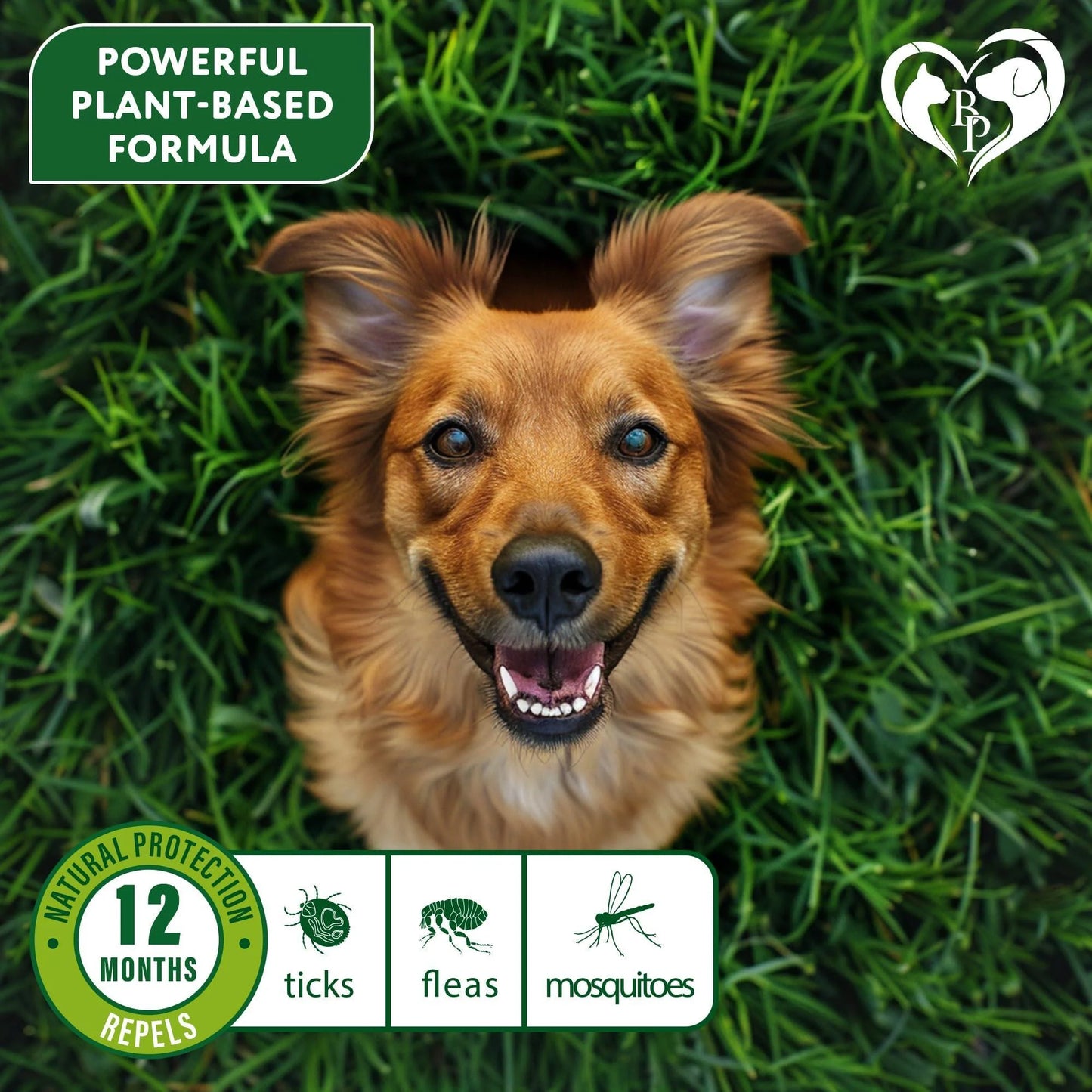 Natural Flea & Tick Collar for Dogs 6 Months Control of Best Prevention & Safe Treatment anti Fleas and Ticks Essential Oil Repellent (1 Pack 2 Count)