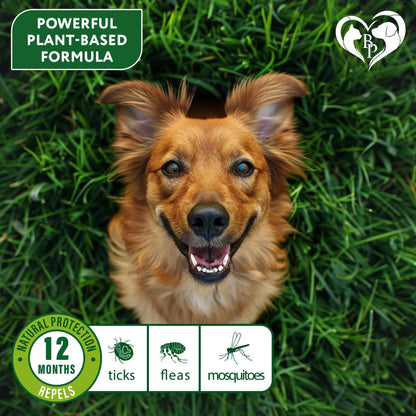 Natural Flea & Tick Collar for Dogs 6 Months Control of Best Prevention & Safe Treatment anti Fleas and Ticks Essential Oil Repellent (1 Pack 2 Count)