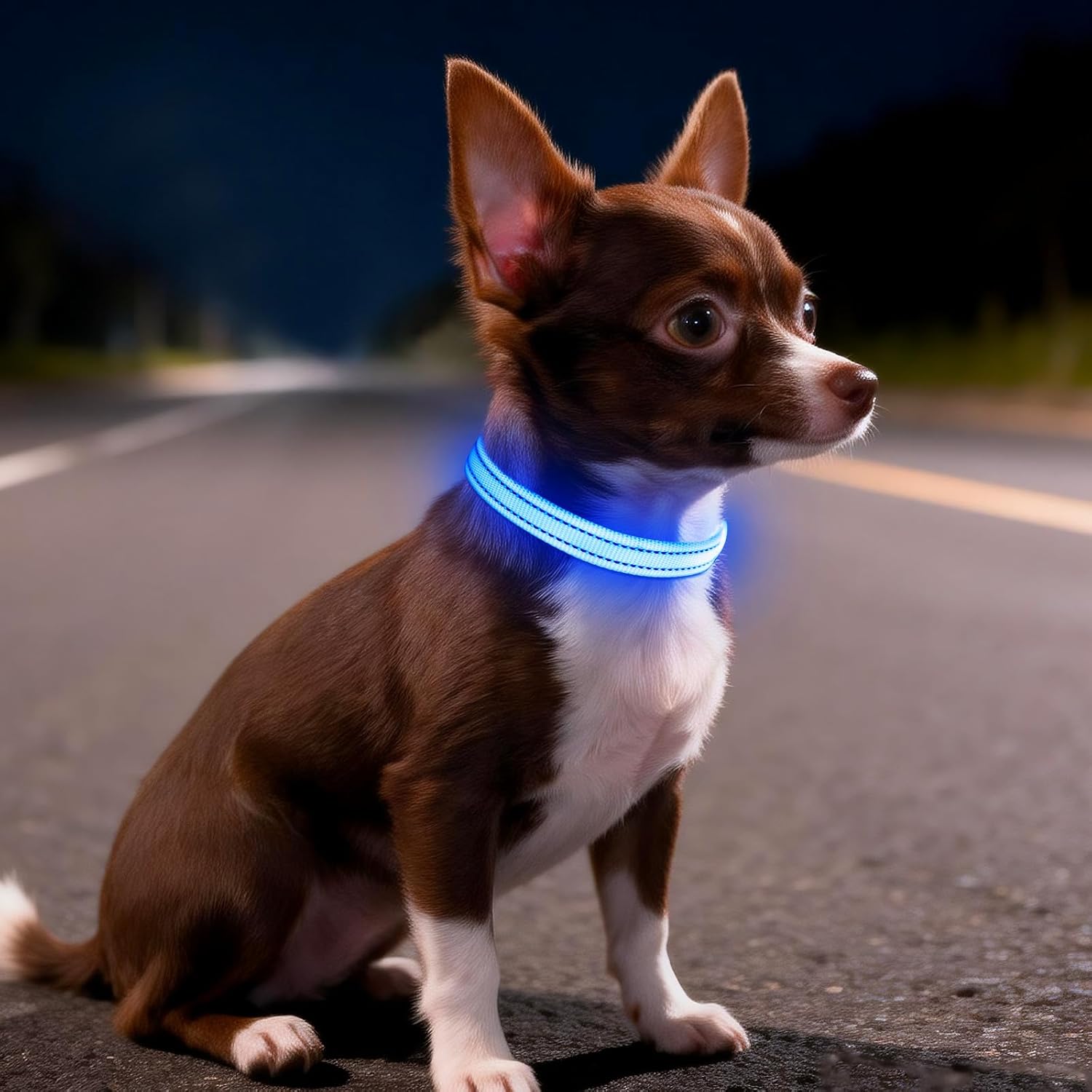 Light up Dog Collar for Small Dogs, LED Dog Collar Rechargeable Safety Dog Lights, Fully Adjustable Glow in the Dark Collars(X-Small)