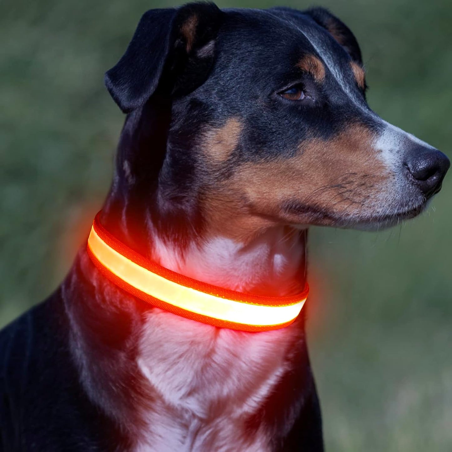 LED Dog Collar, Light up Dog Collar Adjustable USB Rechargeable Super Bright Safety Light Glowing Collars for Dogs(Medium,Blue)