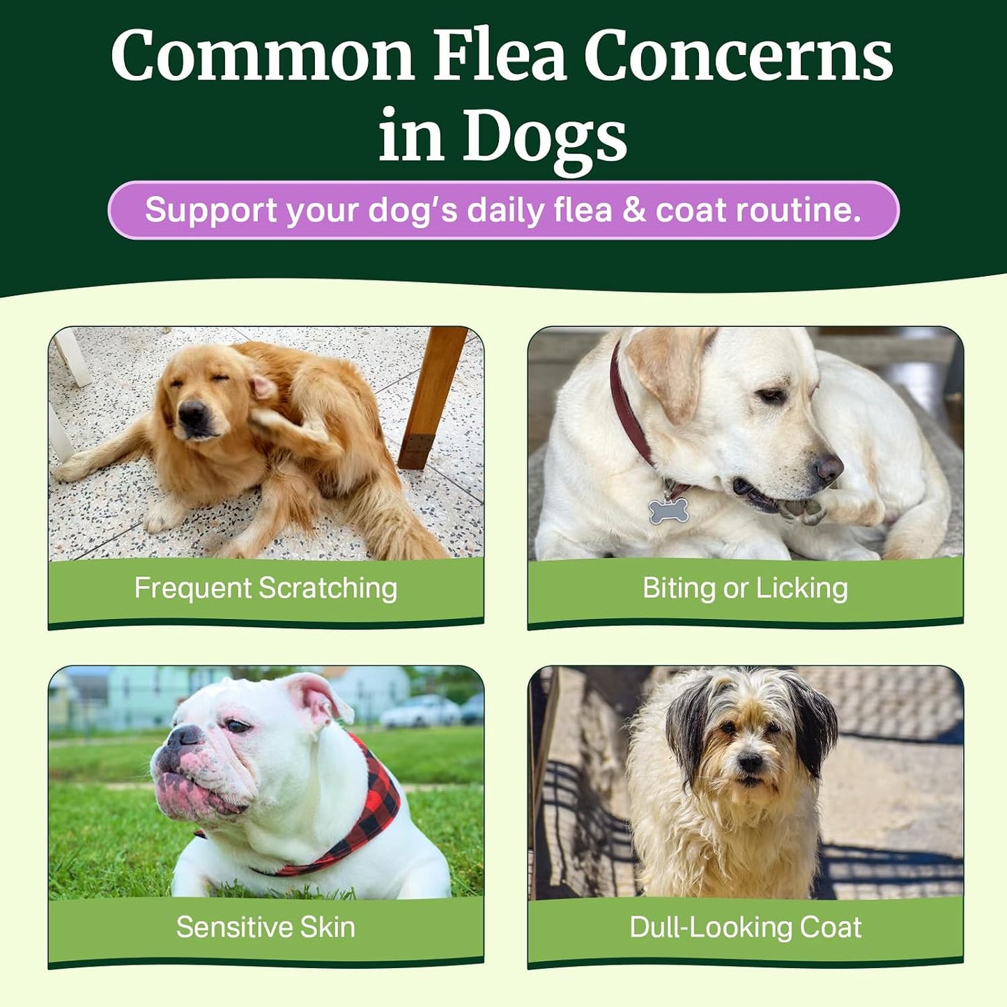 Flea and Tick Prevention for Dogs Chewables, Dog Flea and Tick Treatment