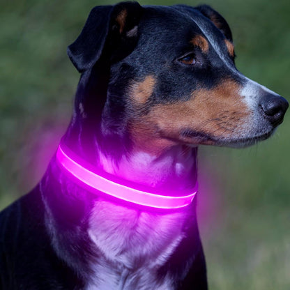 LED Dog Collar, Light up Dog Collar Adjustable USB Rechargeable Super Bright Safety Light Glowing Collars for Dogs