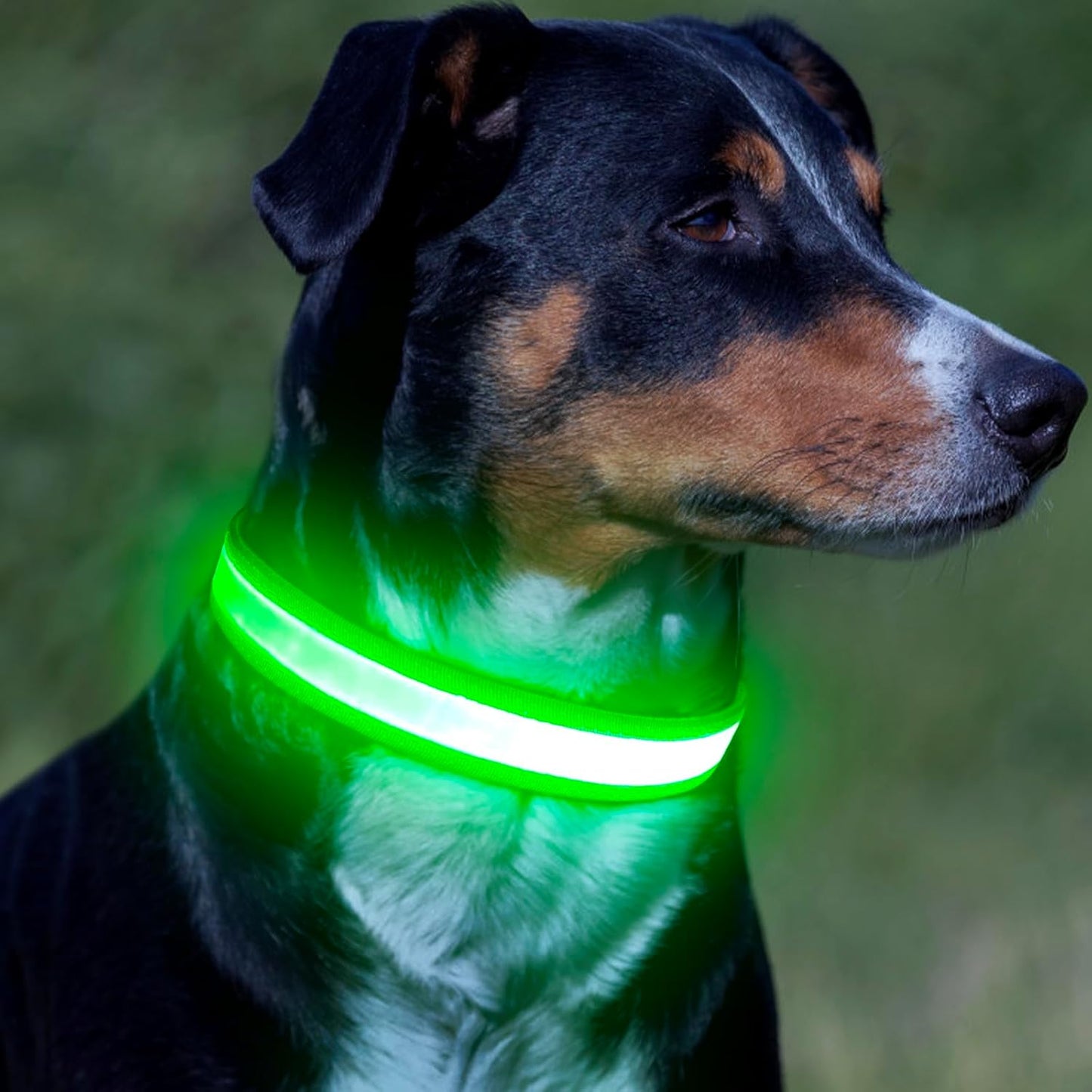 LED Dog Collar, Light up Dog Collar Adjustable USB Rechargeable Super Bright Safety Light Glowing Collars for Dogs(Medium,Blue)