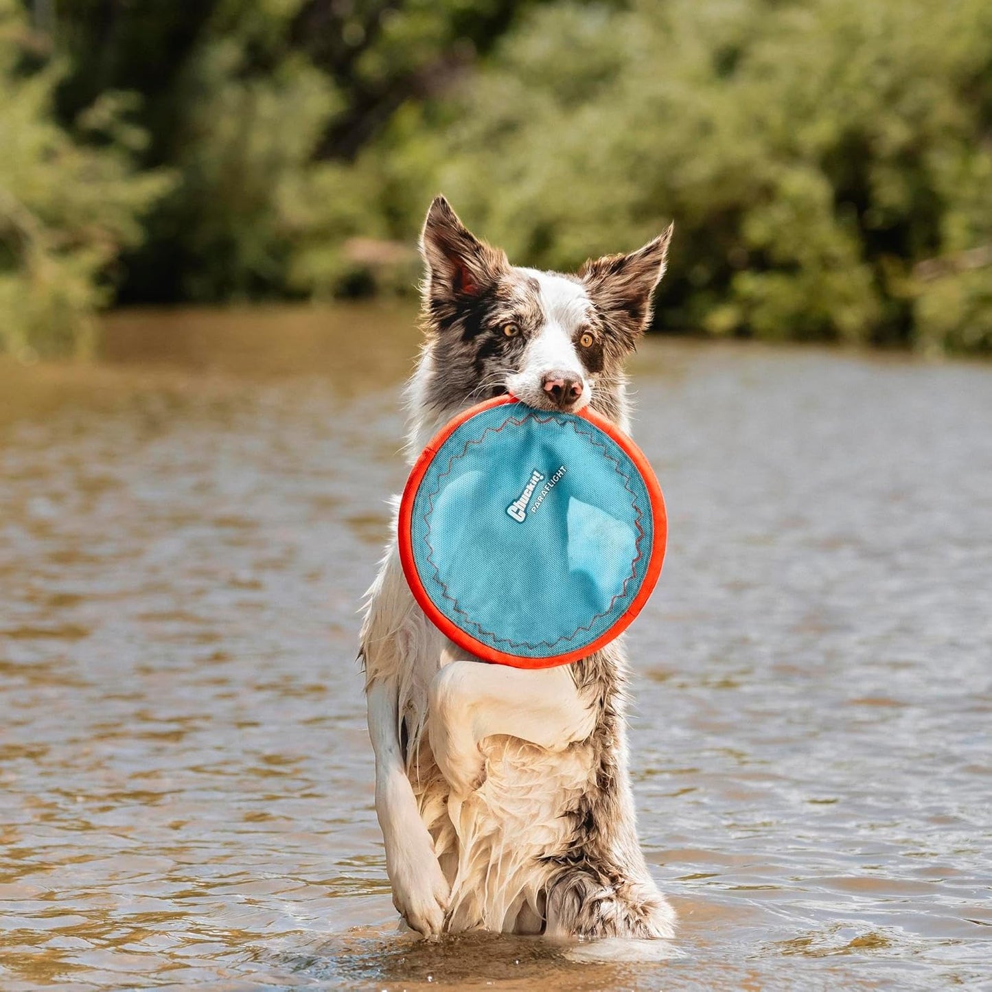 Chuckit! Paraflight Flying Disc Dog Toy - Water Floating Flyer - Durable Nylon Construction with Soft Rubber Edges 