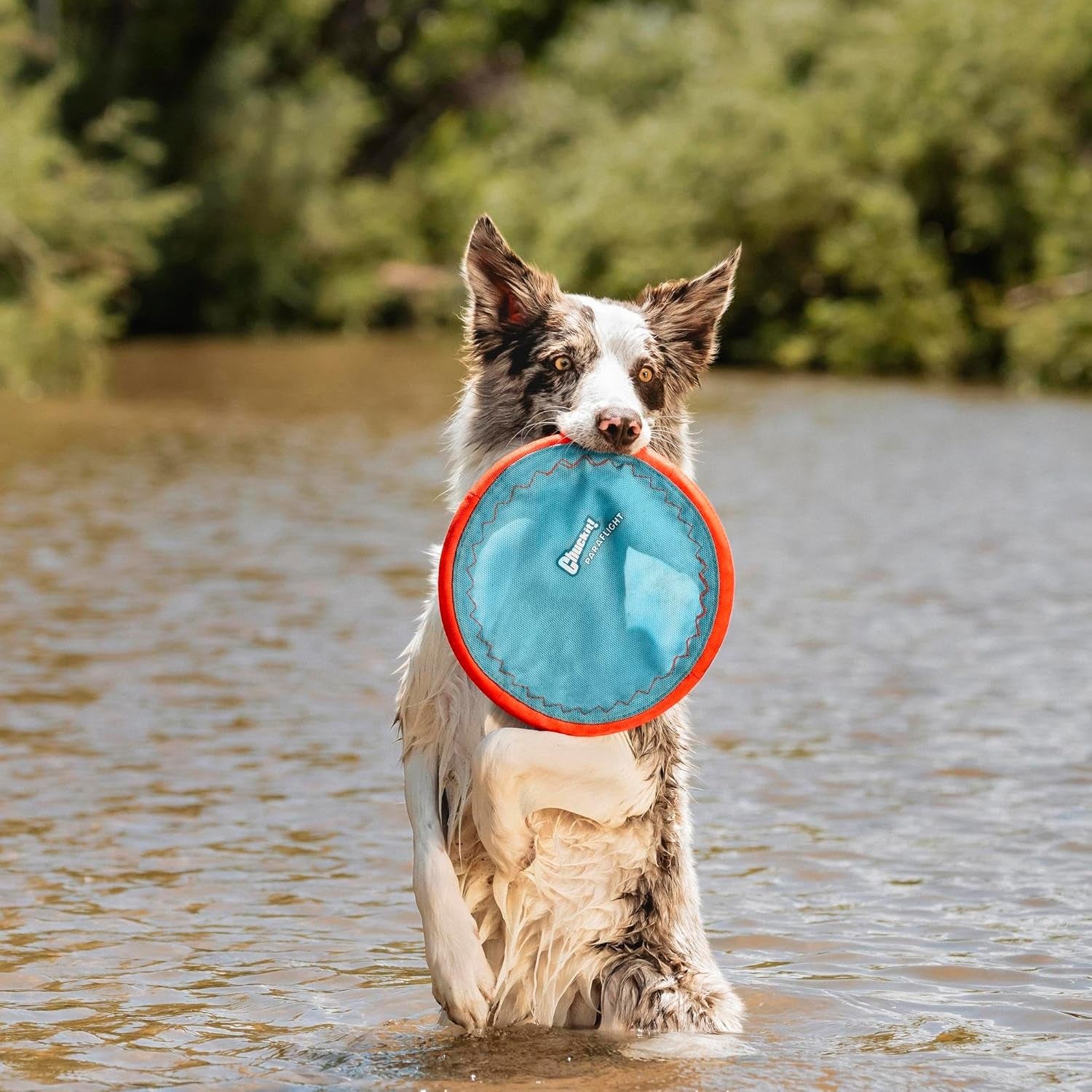 Chuckit! Paraflight Flying Disc Dog Toy - Water Floating Flyer - Durable Nylon Construction with Soft Rubber Edges 