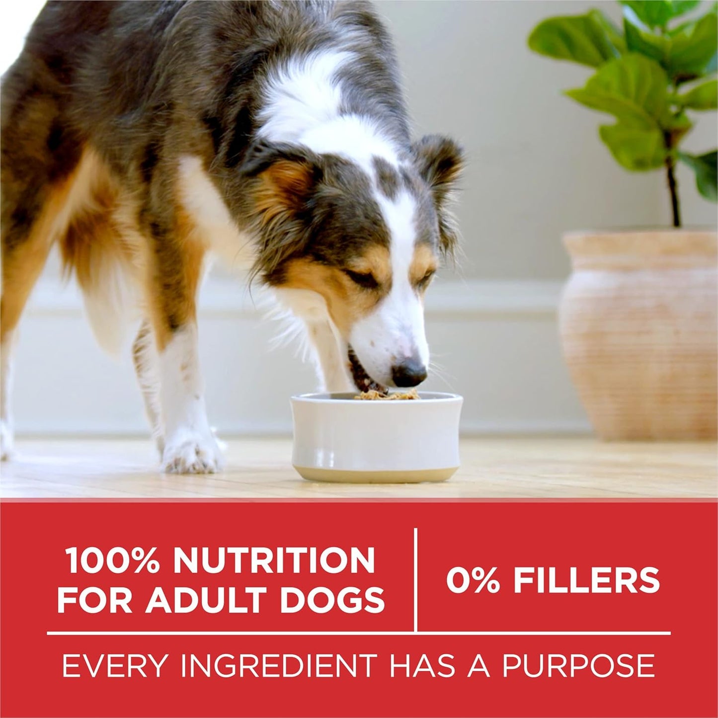 Purina ONE Dry Dog Food Lamb and Rice Formula 