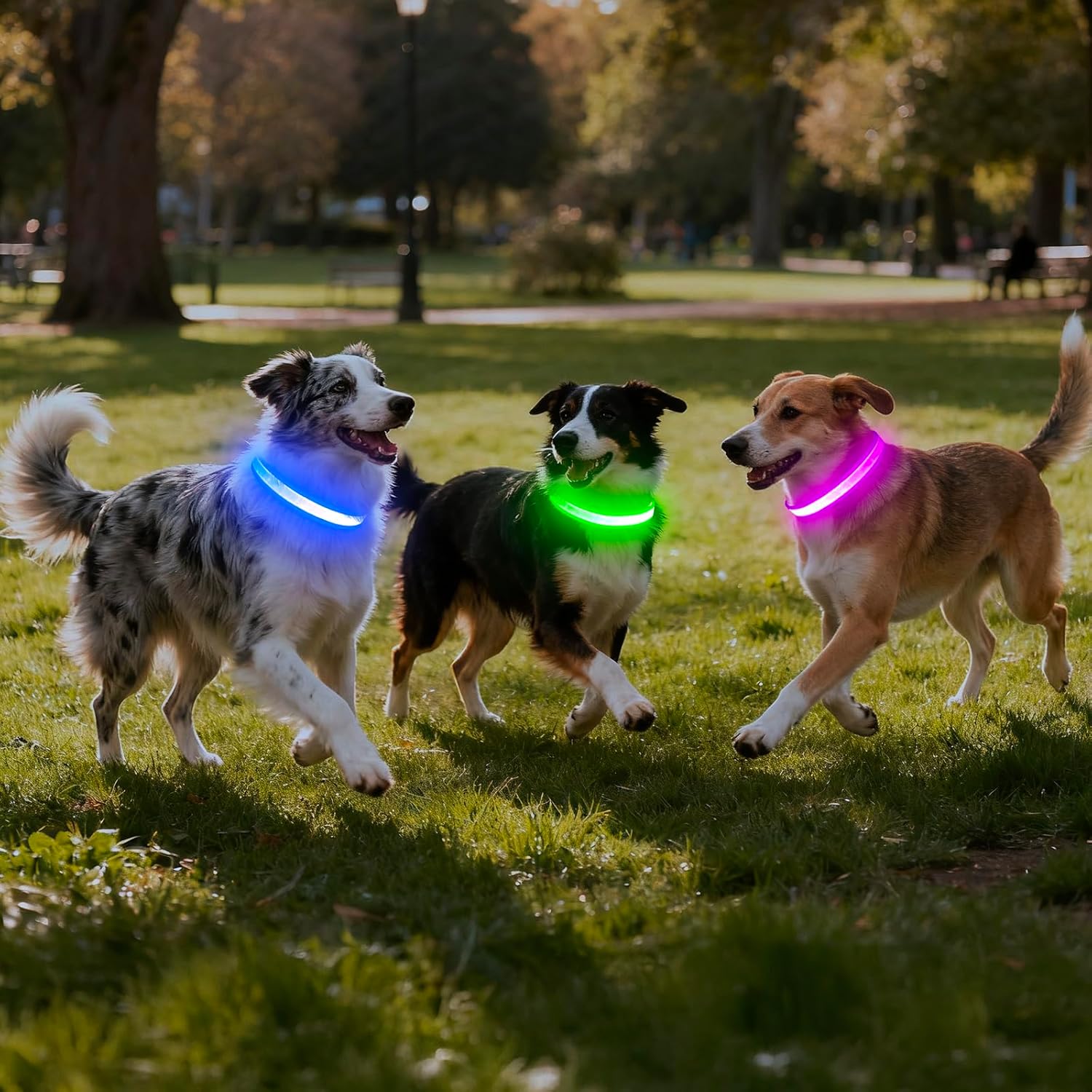 LED Dog Collar, Light up Dog Collar Adjustable USB Rechargeable Super Bright Safety Light Glowing Collars for Dogs