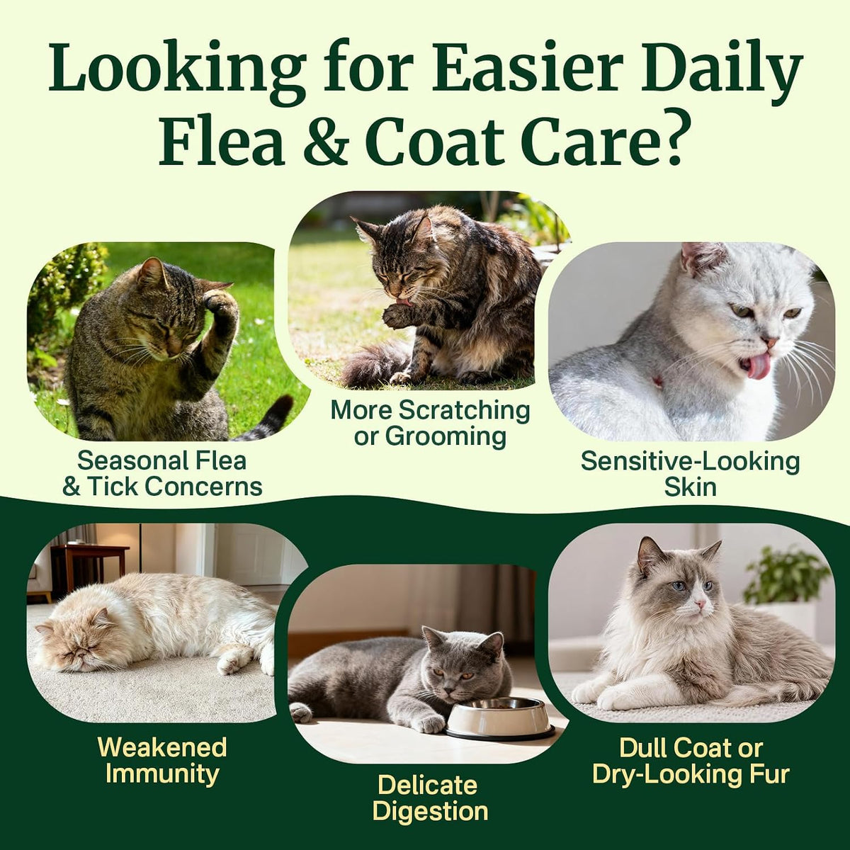 Flea and Tick Prevention for Cats, Cat Flea and Tick Treatment Chew
