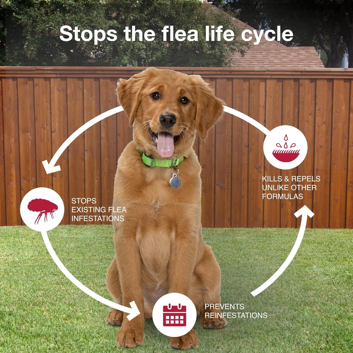 II Medium Dog Vet-Recommended Flea, Tick & Mosquito Treatment & Prevention | Dogs 11-20 Lbs. | 2-Mo Supply