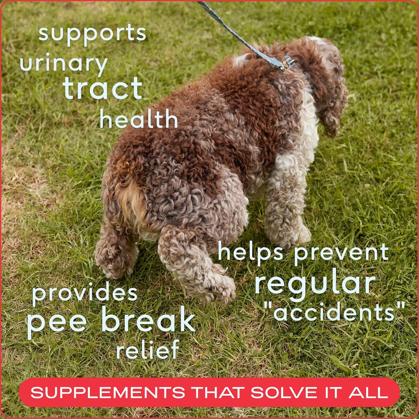 Dog UTI Treatment - Cranberry Supplement for Dogs Bladder Control & Kidney Support - Prevent Urinary Tract Infection and Urinary Incontinence - Made with Real Cranberry Extract - 30 Chews
